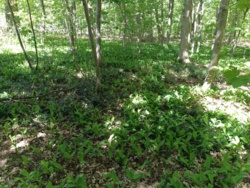 ae5c219f-4ef2-431e-89f1-4e4d0c875fc9