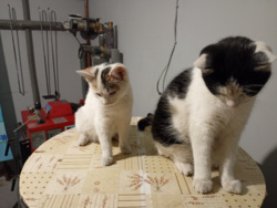 895a03dc-d3b4-4cfb-9a08-da308043fcbc