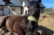 Pijany mężczyzna okaleczył konia. Trzymał go bez wody i jedzenia