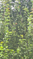 52ef7f9d-46a9-46e6-85ab-fe2a85363b4e