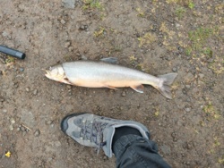 82e2c576-4669-4d5a-bb0e-8a273dada69d