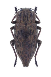 cdede6e6-dddf-41e0-8226-268ff8cd53dc