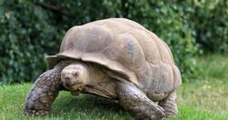 Jak żółw upolował ptaka. Po raz pierwszy udało się to nagrać [FILM]