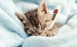 Włochy tworzą historię. Płatny urlop na chorego zwierzaka