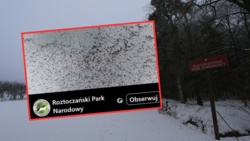 Roztocze: Śnieg zrobił się brudny i zaczął się ruszać. To nie sadza, a.... pchły śnieżne