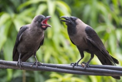 Z wyglądu przypomina zwykłą wronę. To niebezpieczny gatunek, wrona orientalna.