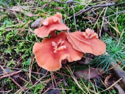 96355e46-f00d-4478-bc8a-da16c6066fce