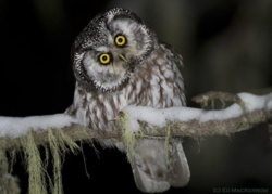 Fakty i mity o sowach