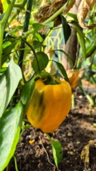 3d6b81ce-25f9-4b74-8ef7-29fe20c51190