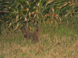 cd4f593d-e098-400c-8ccd-1fef1434c342