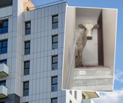 Krowa zdobyła blok! Uciekła ze stada i weszła na trzecie piętro