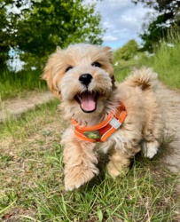 eae13018-d480-44da-8320-346bade6661c