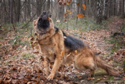 daf43337-860a-43bb-aa61-6f71bf25b160