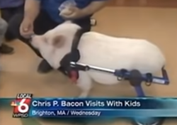 Chris P. Bacon
