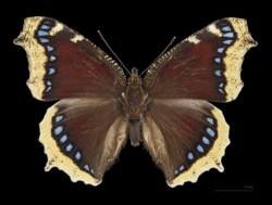 b659381f-abdf-4a2c-9382-8330c4fb65d4