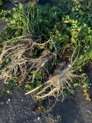 Zamiast pietruszki korzeniowej wyrosła naciowa. Rolnicy liczą straty po błędzie w oznaczeniu nasion