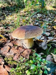 d33760e4-4254-4935-9cd4-e8ac679481c7