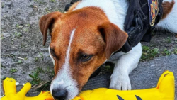 Festiwal w Cannes. Pies-saper Patron z nagrodą