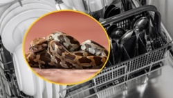 Nietypowa interwencja strażaków w Gdyni. Pyton tygrysi zaklinował się pod zmywarką