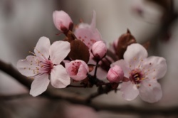 Śliwa Wiśniowa Wystrzeliła Pąkami / Fotografujemy Przyrodę