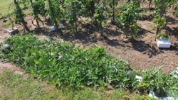 37b150cb-6483-4aca-9187-bf657d7ef204