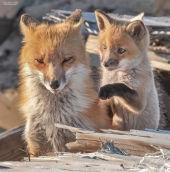 33c25cba-fe00-47ea-8e63-a5b0297e78b4