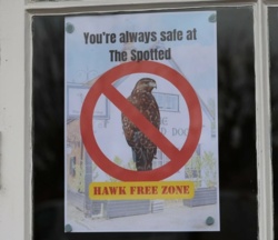 Ptak terroryzował miasteczko. Wpadł w pułapkę