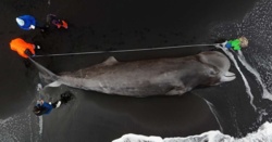 Kolejne martwe walenie u wybrzeży północno-wschodniej Islandii