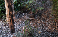 246b3fe8-9e26-4afa-a1d2-138286fa0fa1