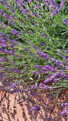 02698c5f-02ad-47f5-8034-15d801d8d09c