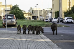 340 kolizji z dzikami w rok. Warszawa dopuściła ich odstrzał bez limitu