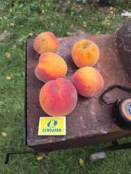 9a7aa1a1-9b07-4dfe-8575-288732d16f76