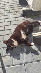 253620d7-0ba3-41e2-b61d-605ebf5f5a1b