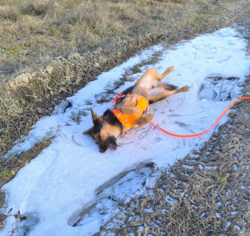 21a288e9-4491-4497-ab3d-df4a2d9427a3