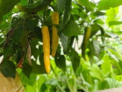 8babfd8a-4c42-4336-abf9-4440ff5c7811