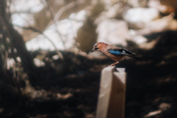 72e0ef19-4202-4eab-83d0-d80cfafa6665