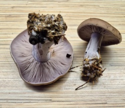 ca0bcaa1-de51-497a-aaf0-3909d8e19ac3