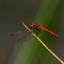 Szablak Krwisty - Sympetrum Sanguineum / Fotografujemy Przyrodę