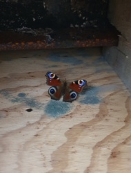 c4c73b94-c163-40e3-b4d5-1162599fa0ab