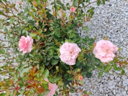 651df8c9-d3bf-4eec-b50c-cc96d99e45a3