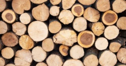 Drewno zostanie surowcem strategicznym? Taki plan ma ministerstwo rozwoju. Co to oznacza dla Polaków?