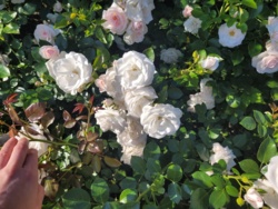 a16e771c-4c68-409b-ae9e-1e63fdd80c99