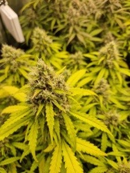 429dfe6a-b612-4e03-aeb9-406bcfb9526c