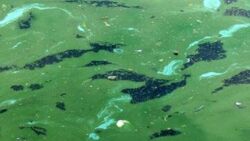 Zupełnie nowy rodzaj i gatunek cyjanobakterii. Odkryli go polscy biolodzy