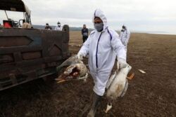 Chiny: 55-latek zakażony ptasią grypą. "Ryzyko epidemii małe"