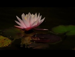 Letnia Muzyka Relaksacyjna 432 Hz Wyciszająca Psychikę