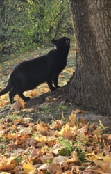 0e0e2085-97e6-4e0e-91ff-1e375dfa907c