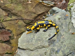 45fa5608-47e3-403b-861b-7c44c07017d8