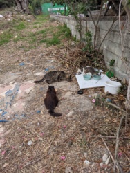 f1835fc1-f591-4b75-803f-1e40992374de