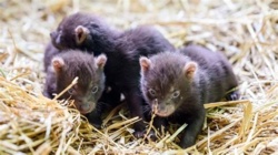 Te zwierzaki są tylko w jednym miejscu w Polsce. Właśnie na świat przyszły kolejne